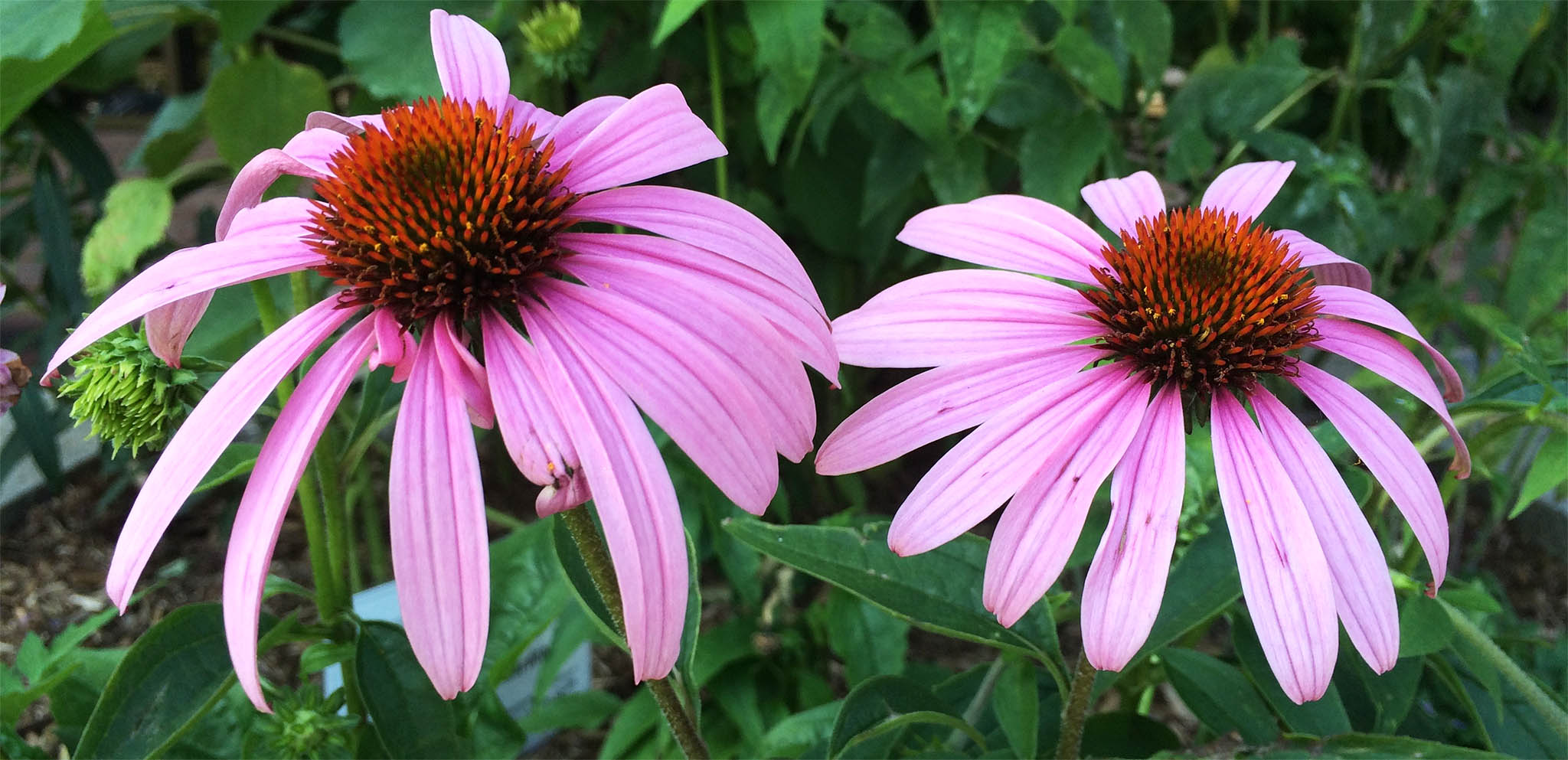 Pink Flowers at OISE