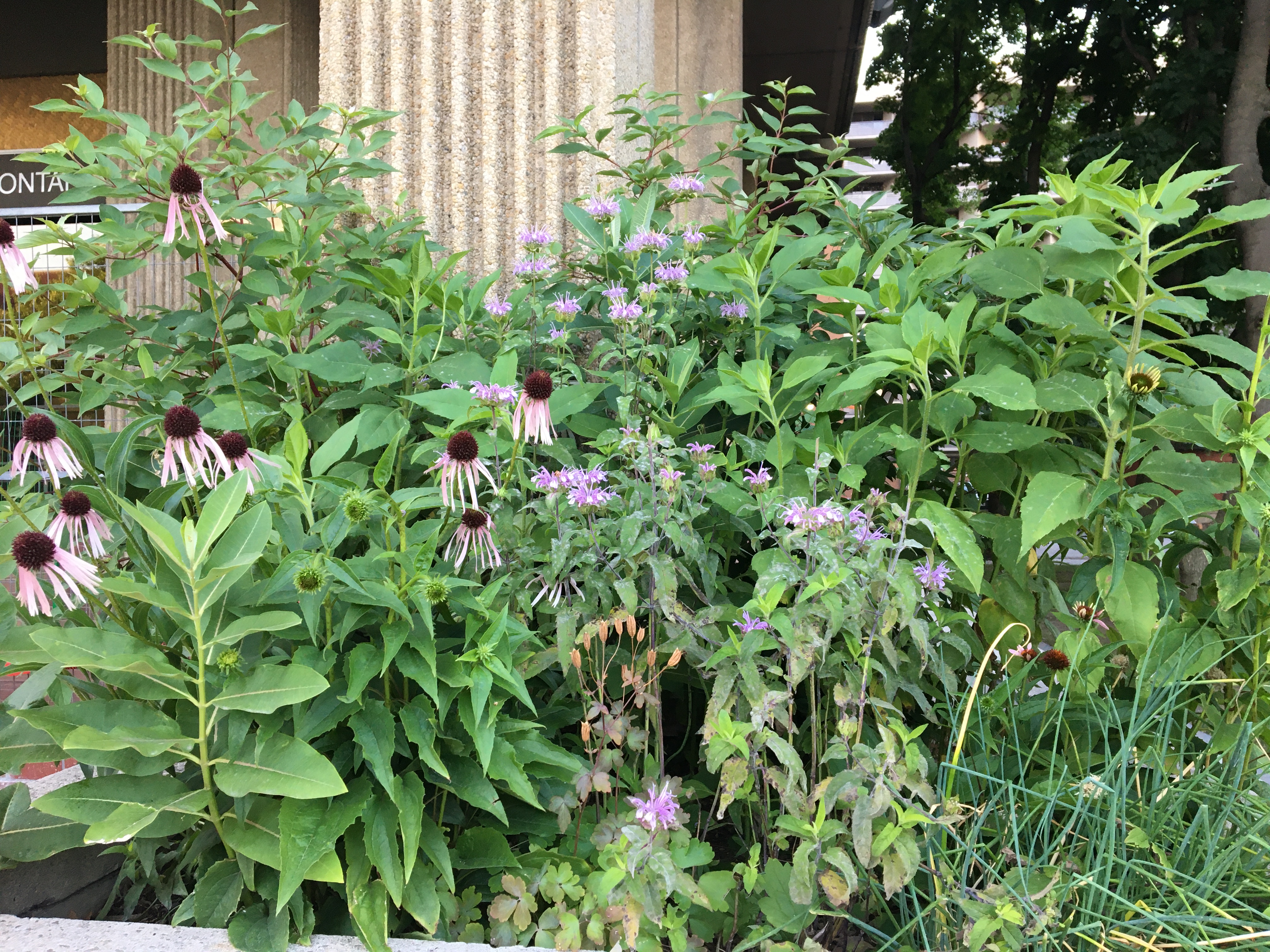 Picture of garden with purple coneflowers in foreground