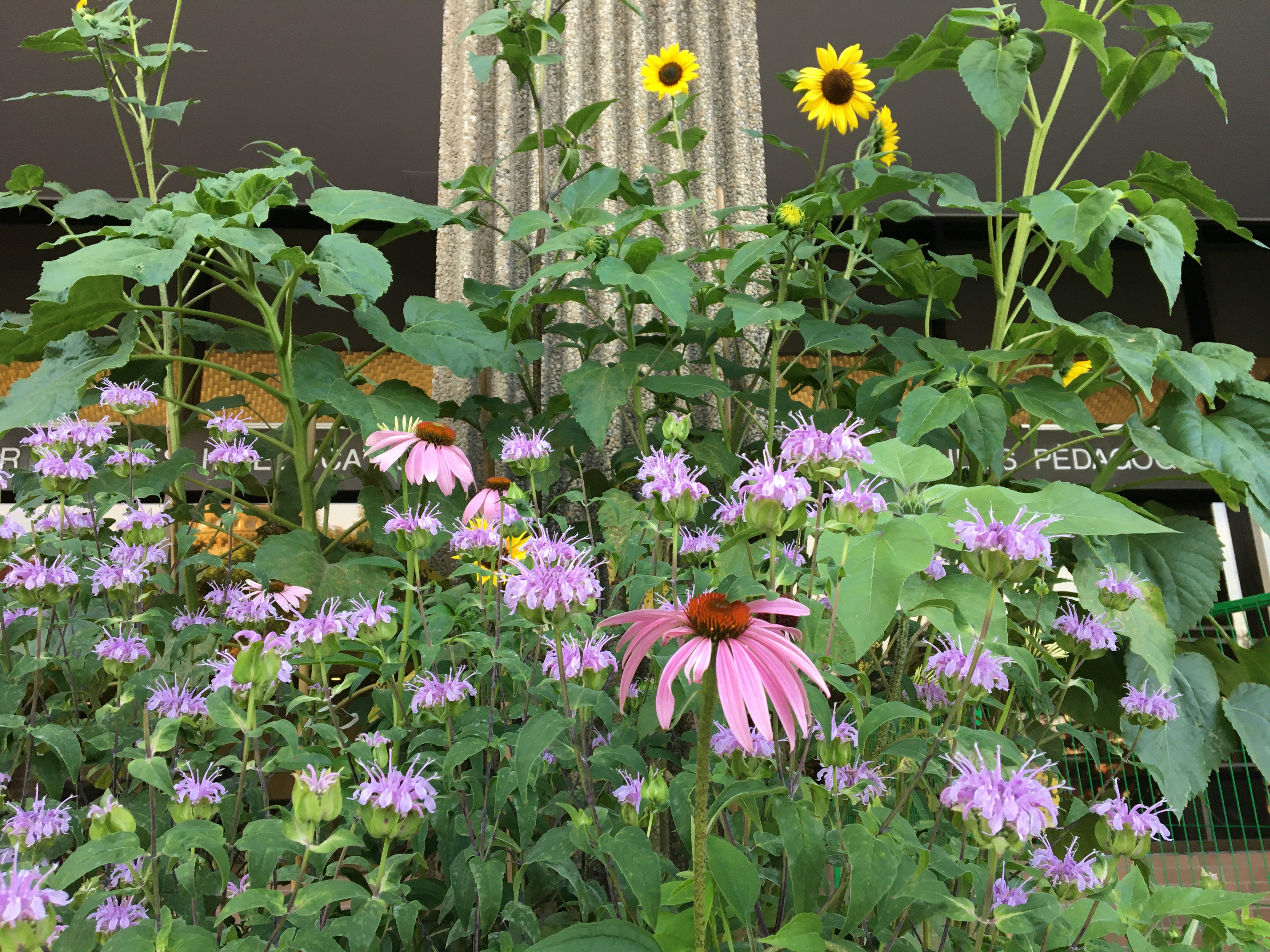 Purple coneflowers in foreground and sunflowers in the background