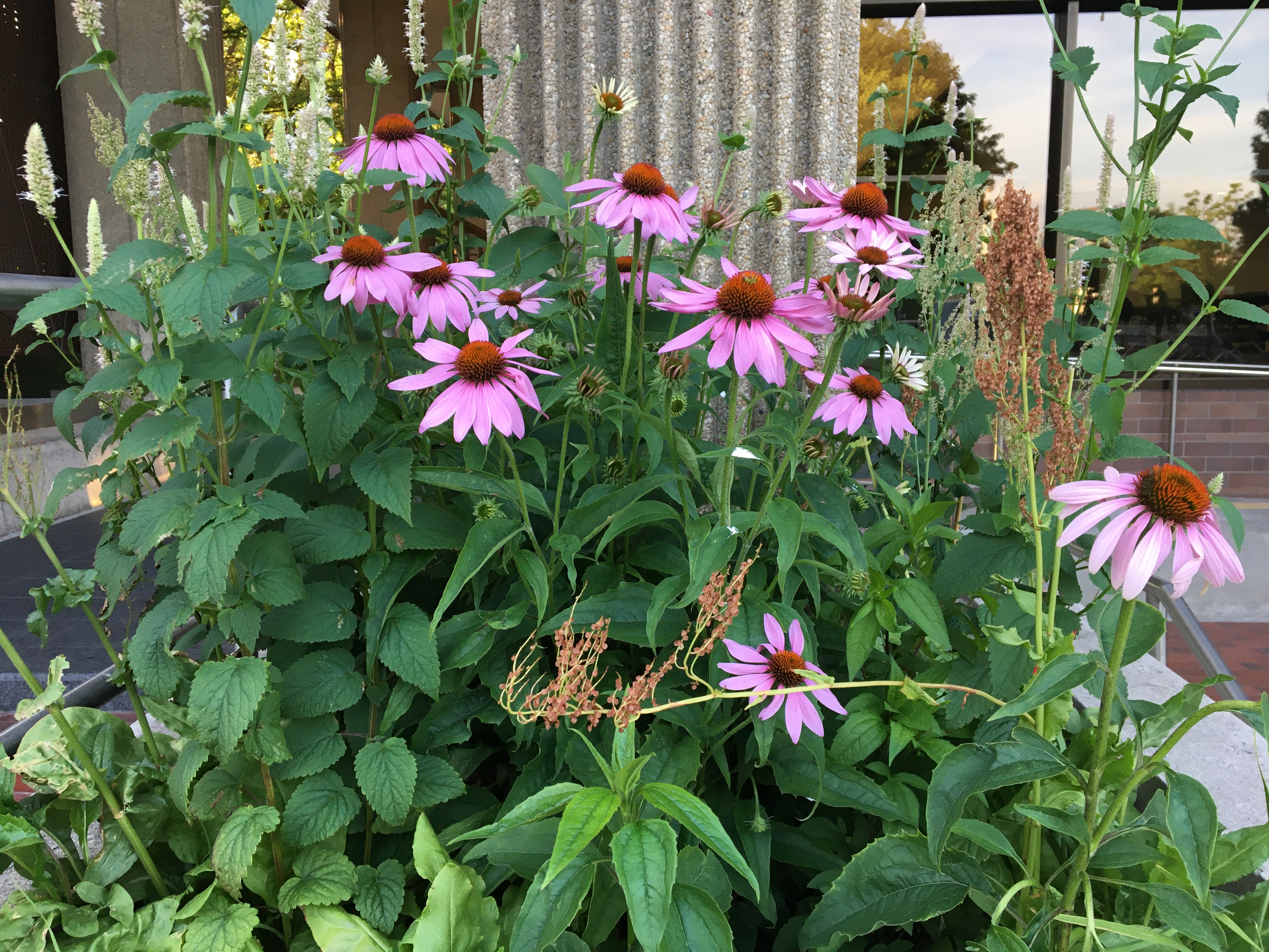 Purple coneflowers in the Equity Garden