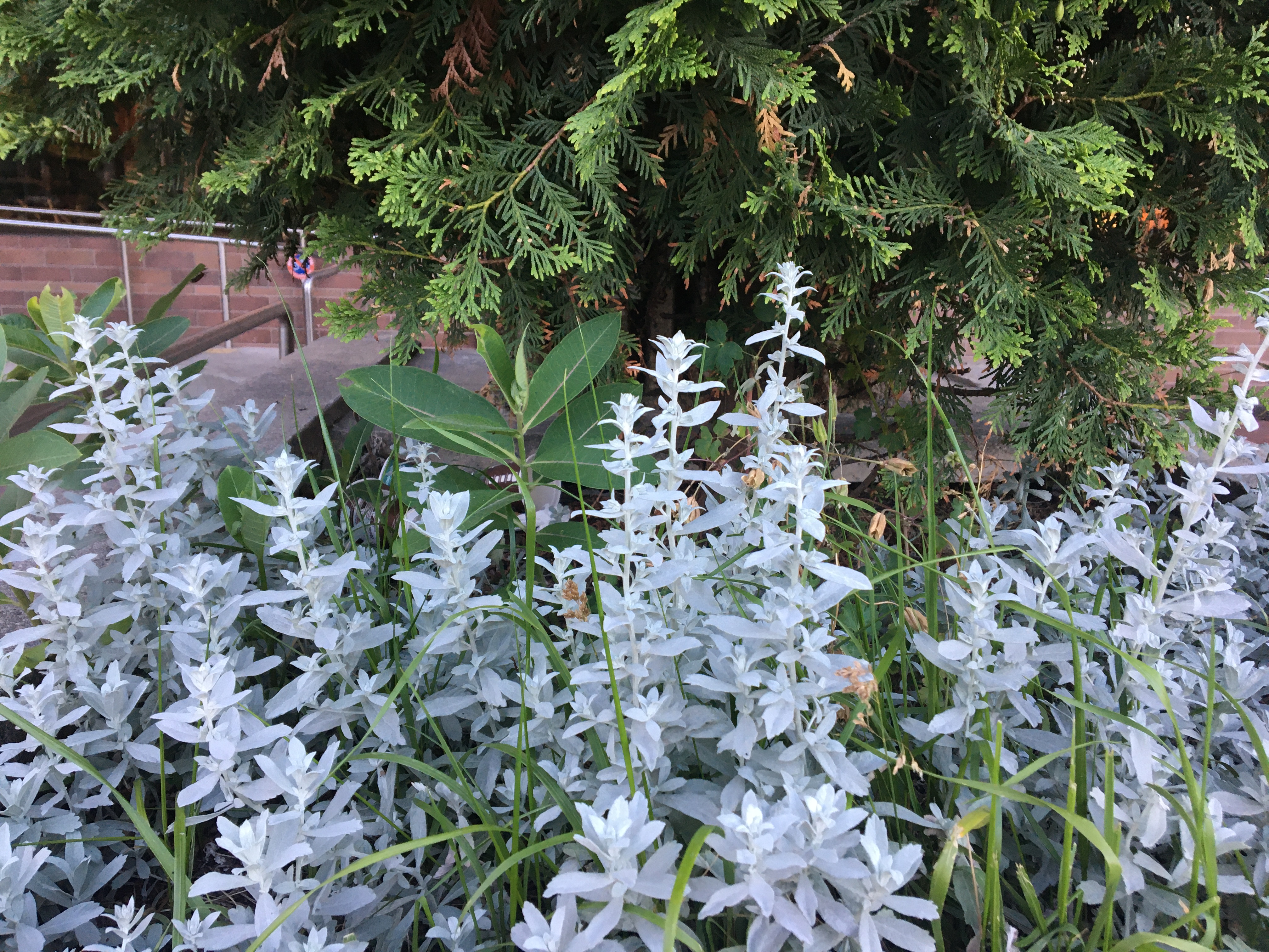 White-green sage plants