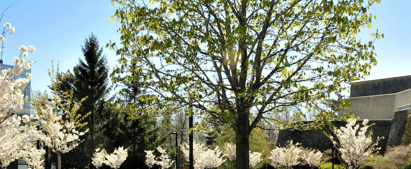 A large tree surrounded by smaller trees.