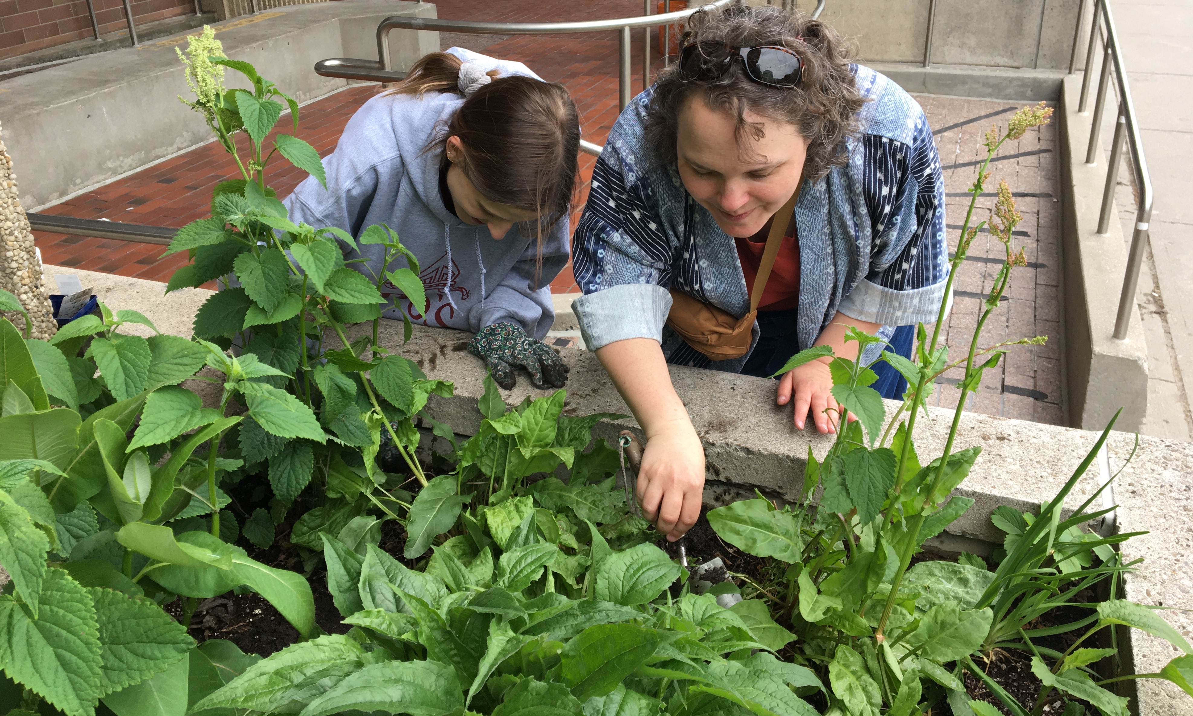 Students gardening