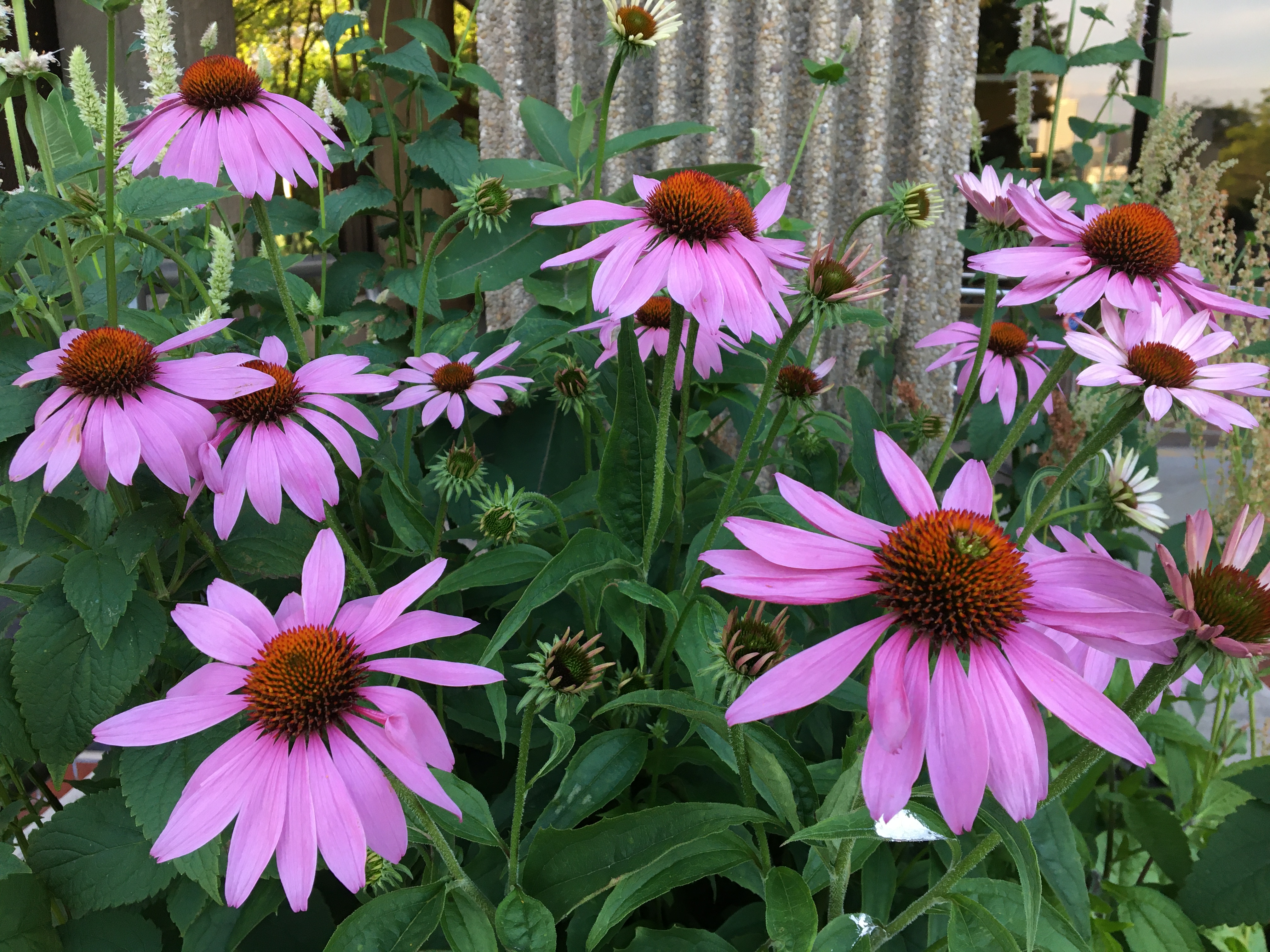 Purple coneflower