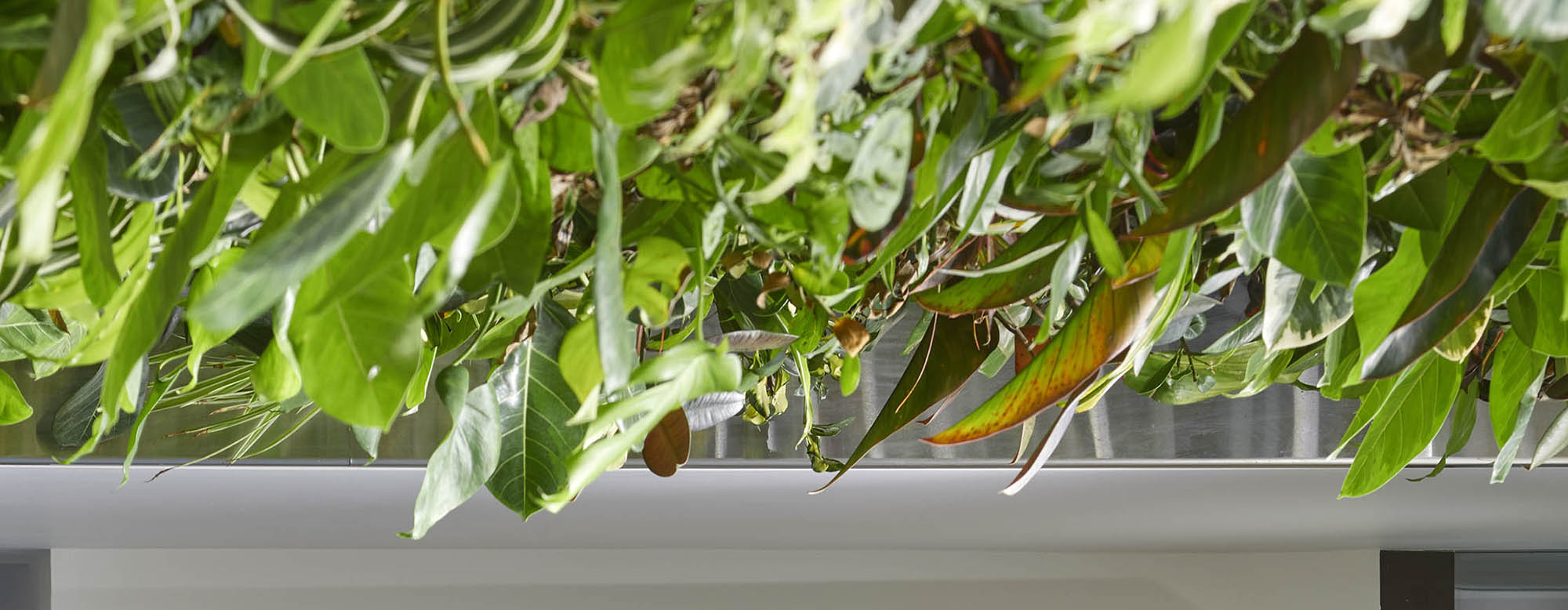 Living wall in the OISE lobby, dropdown view.