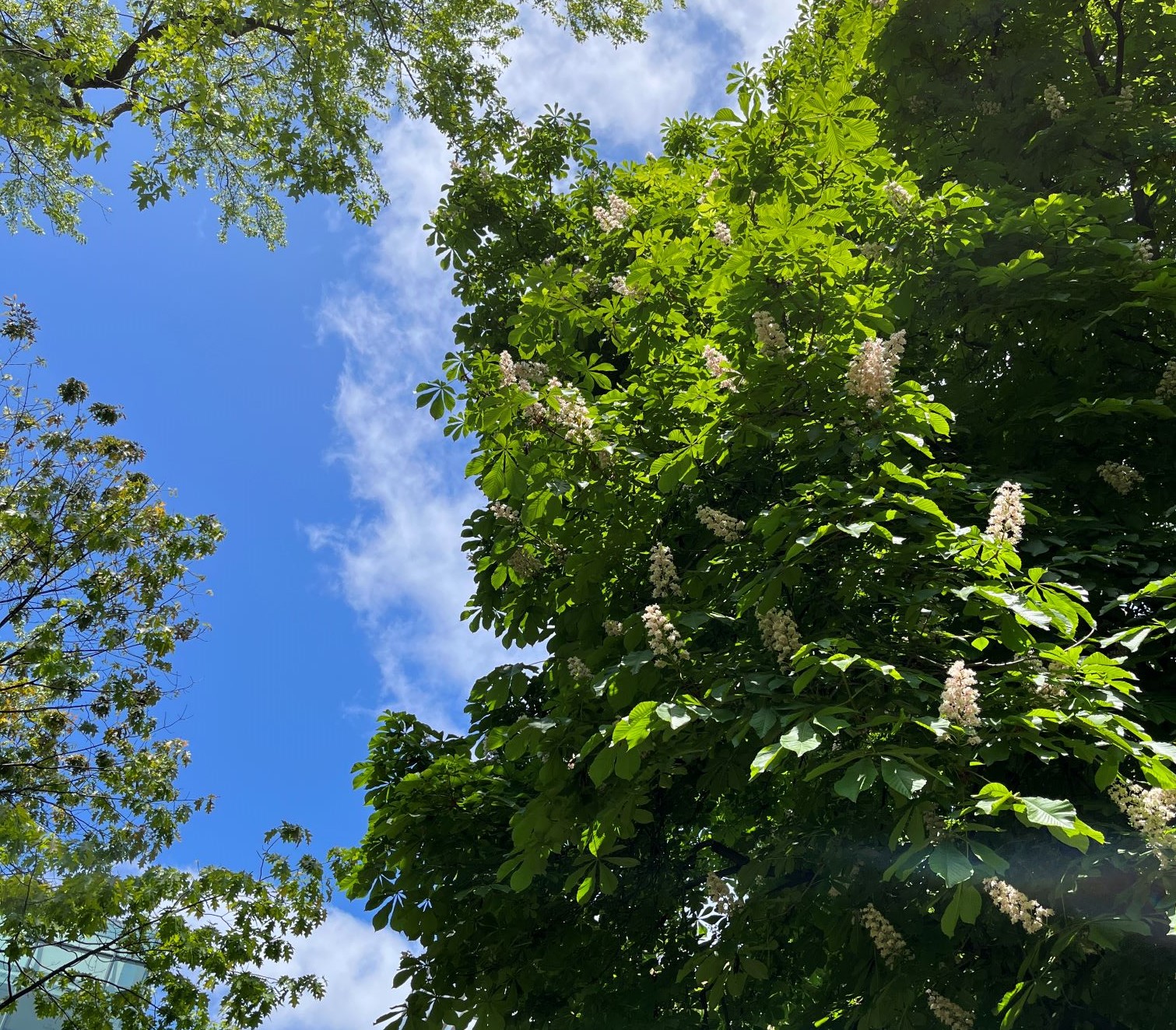 tree against blue sky with light cloud