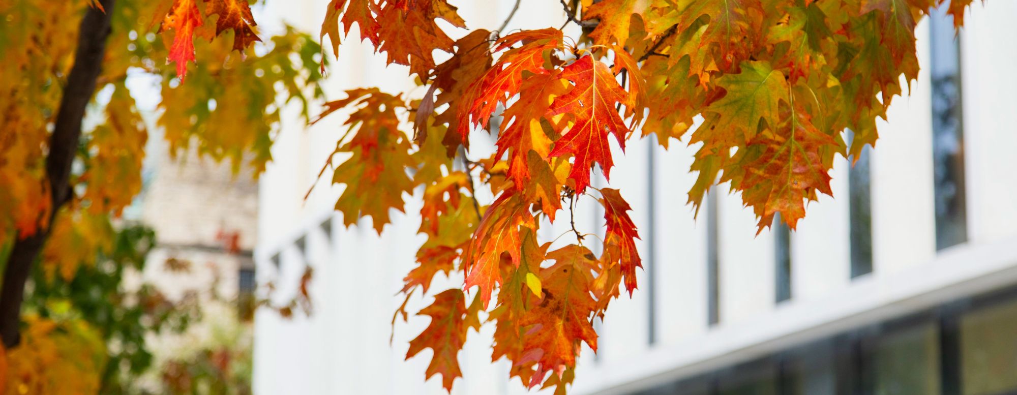 Close up of fall leaves