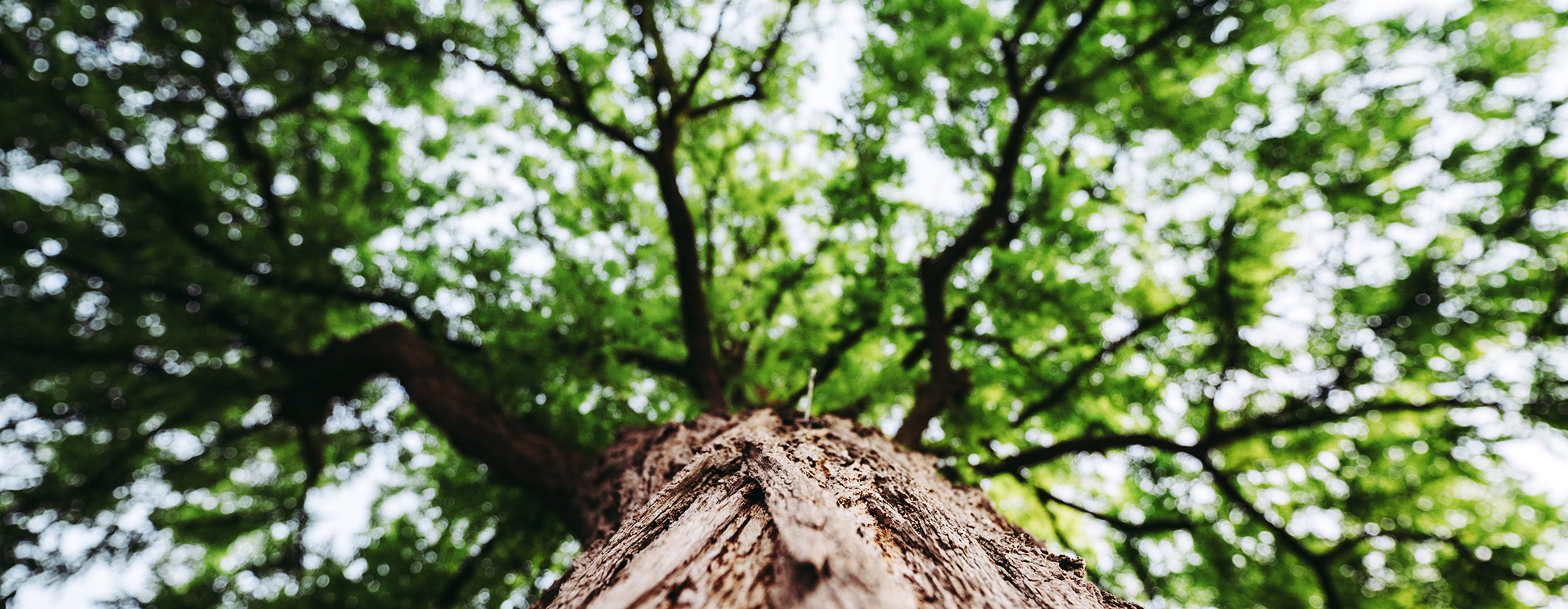 A tree with green leaves.