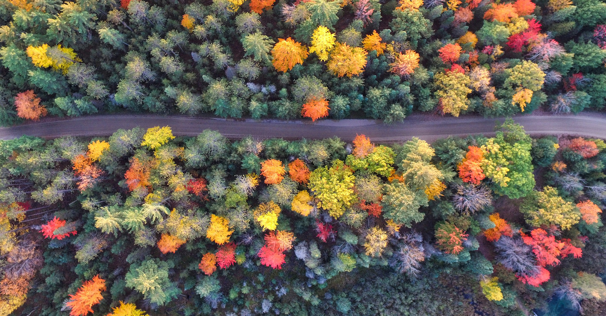 An aerial shot of colourful trees along a roadway.