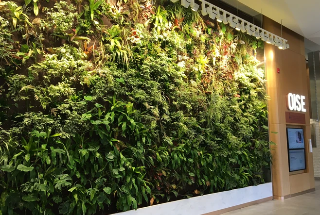 Living plant wall in OISE's lobby