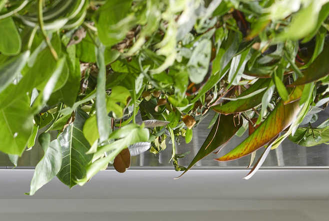 Living wall in the OISE lobby, dropdown view.