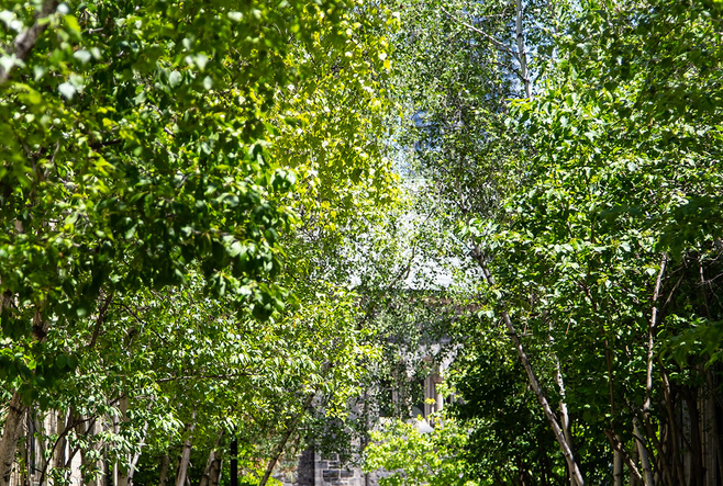 Trees at the University of Toronto along a walkway.