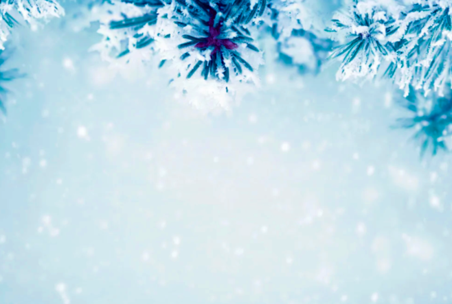 Needles of a pine tree, tinted blue and lightly dusted by snowflakes