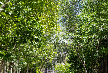 Trees at the University of Toronto along a walkway.