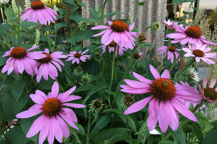 Purple coneflower