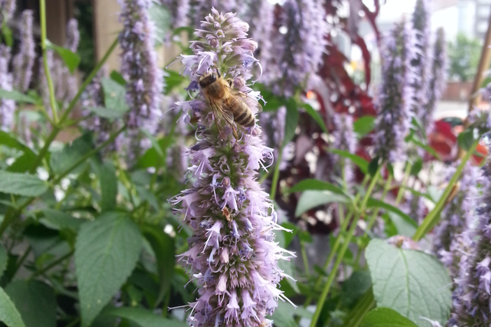 Purple flower head on tall, leafy stem