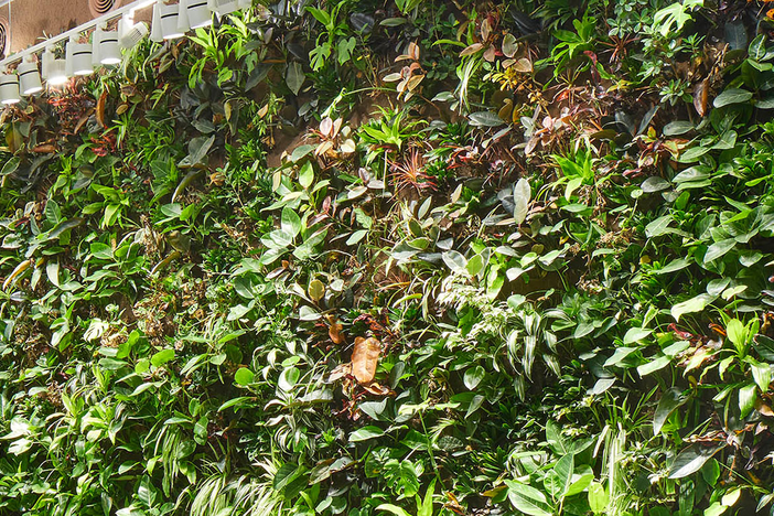 OISE lobby living wall.