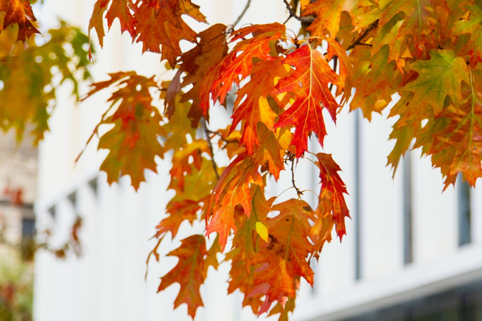 Close up of fall leaves