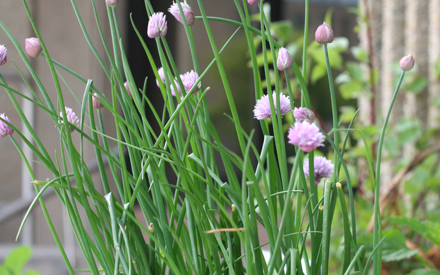 Flowering chives: purple ponpons on long stems 