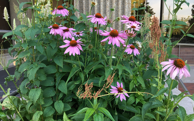 Purple coneflowers in the Equity Garden