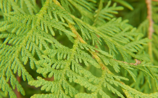 eastern white cedar