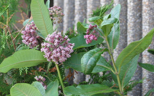 Purple milkweed flower, sphere-like