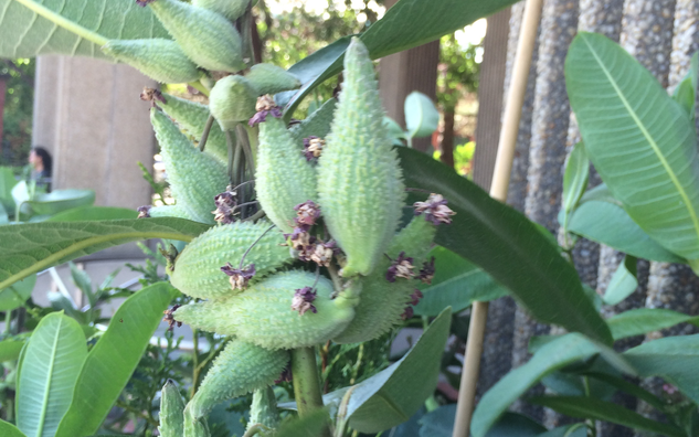 Milkweed plant with long broad leaves