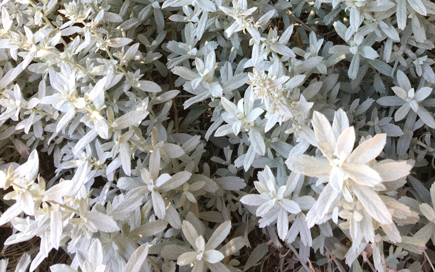 close up on sage leaves