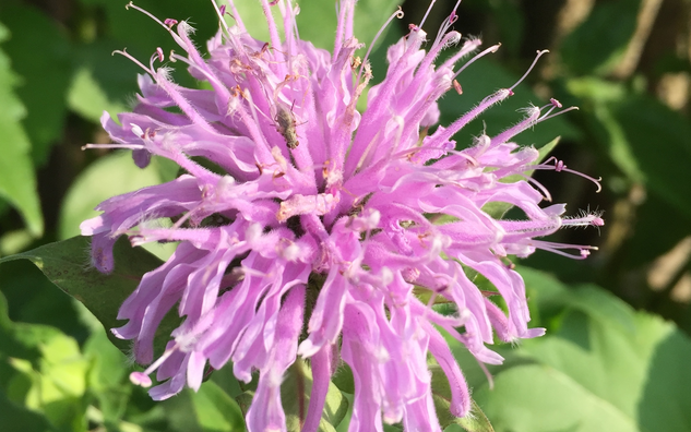 purple styles comprising flower