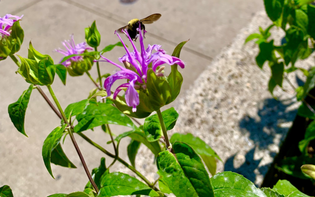 Bee pollinating bergamot flower