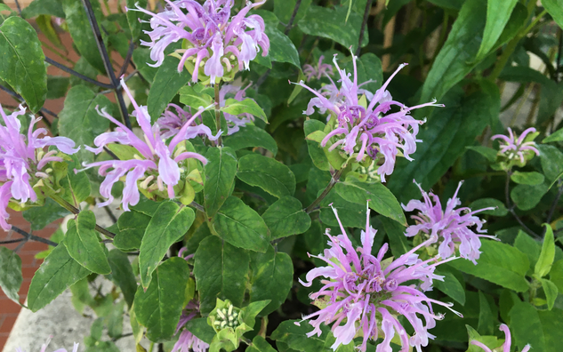 purple bergamot flowers