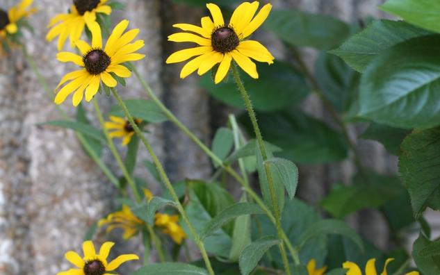 Dark brown centre with long dark yellow petals fanning out from middle. On tall, stems.