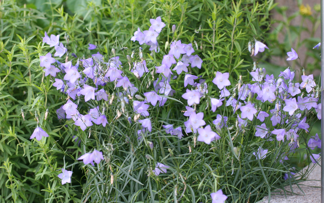 bluebell flowers