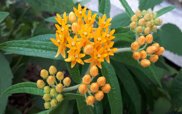 small yellow flowers on long green leaves