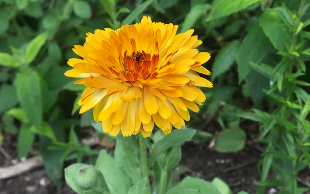 bright orange flower with many layered petals