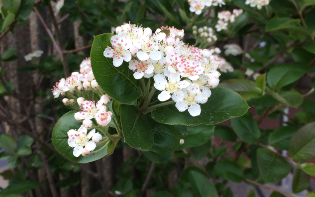 small white chokeberry flowers