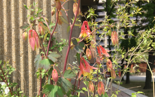 red flowers that look like crowns