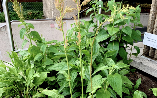 Tall plant with beige head and rugged, green leaves.