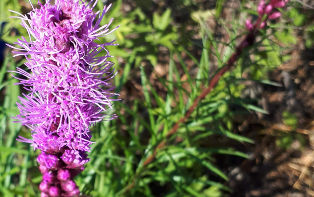 Purple vertical flower on stem with sharp thorn-like leaves