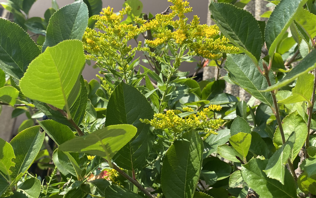 yellow flowers on spiny stem and broad leaves