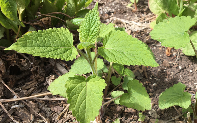 lemon balm leaves