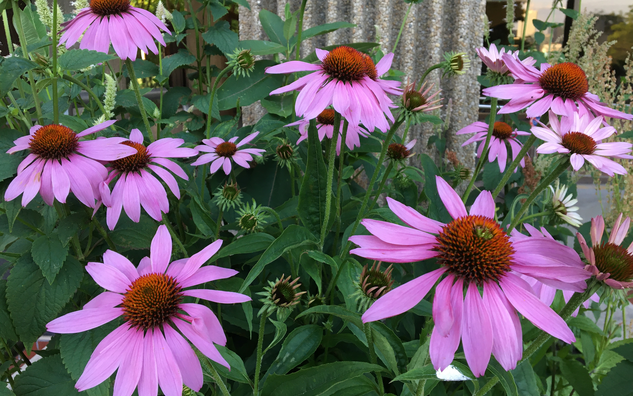 Purple coneflower