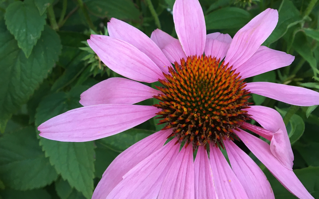 long purple petals