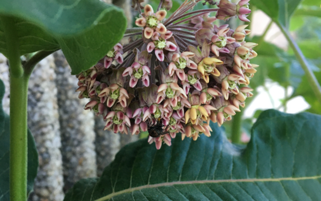 Flowering milkweed