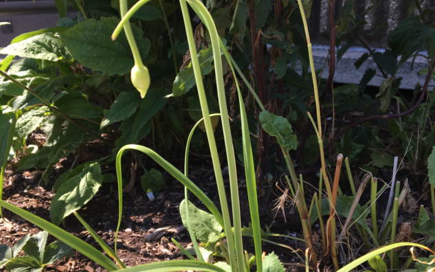 Green bulb at end of tall stem, bulb weighed down by its own weight