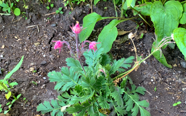 prairie smoke