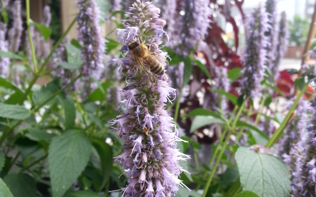 Purple flower head on tall, leafy stem