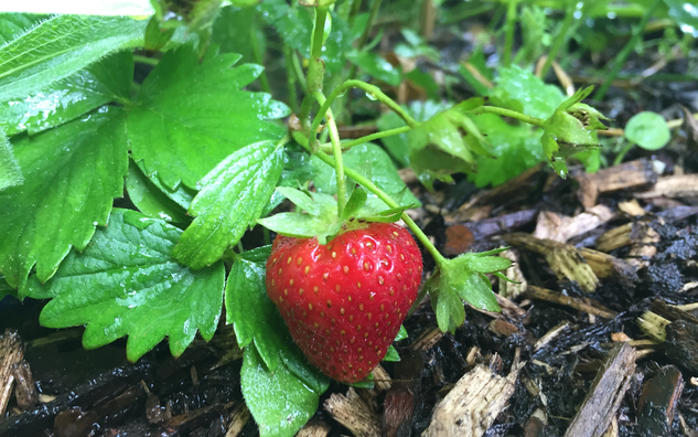 strawberry dangling from berry bush