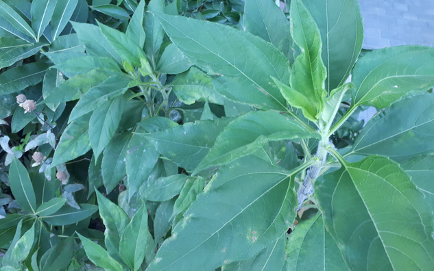 Sunchoke, long oval green leaves