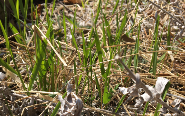 Long grass